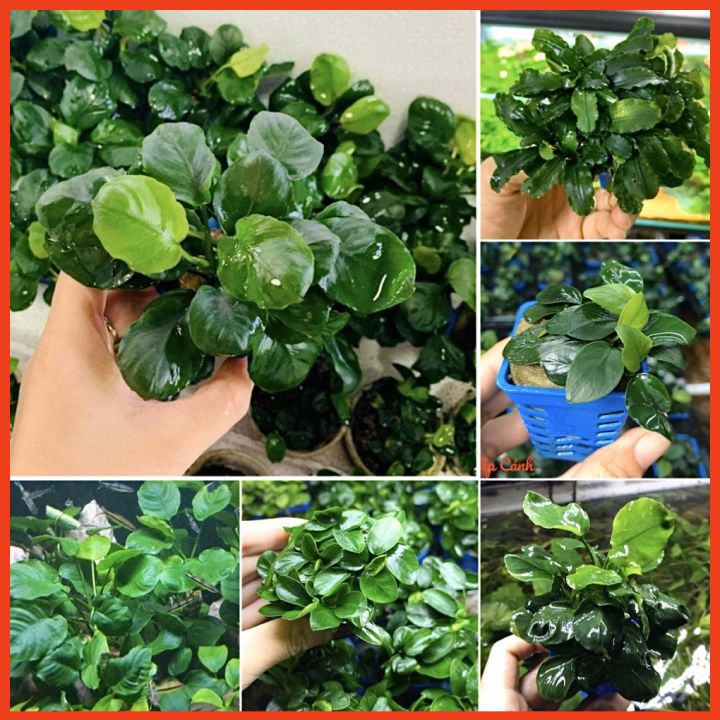 Cây Ráy Lá Tròn - Nana - Bucep - Dễ Chơi và Chăm Sóc