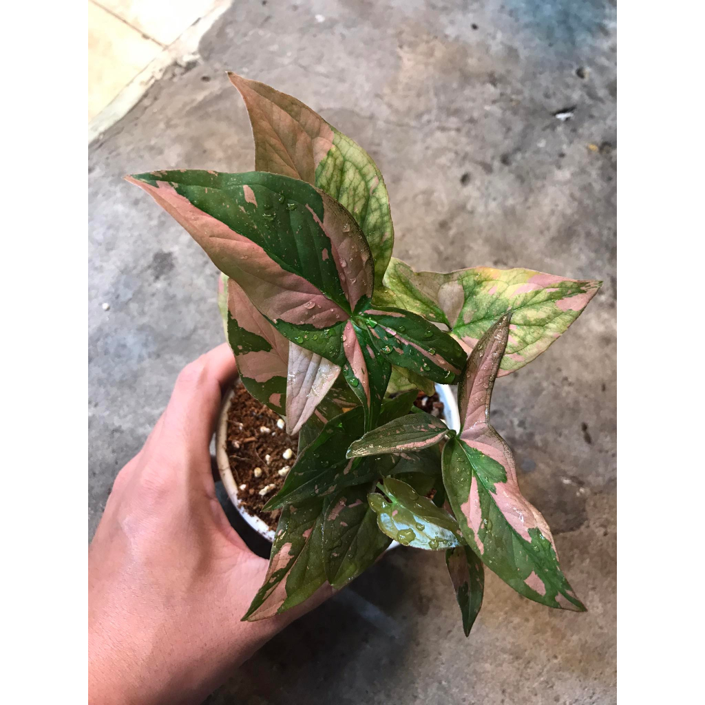 Cây Syngonium Pink Splash ✨ FREESHIP ✨ Trầu Bà Hồng Syngonium Pink Splash