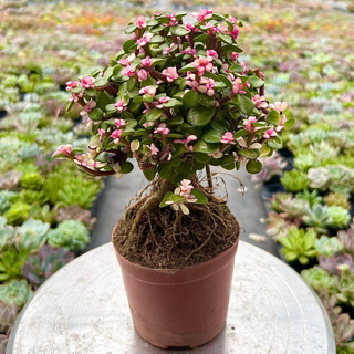 Chậu Sen Đá Đô La Hồng Gốc Thụ Dáng Bonsai Hiếm, Sen Đá Vườn PANDAA GARDEN Để Bàn Trang Trí Làm Quà Tặng, Lỗi 1 Đổi 1