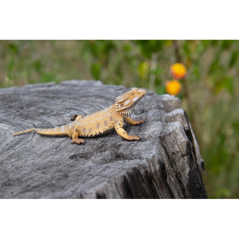 Mô hình động vật - Thằn lằn rồng úc