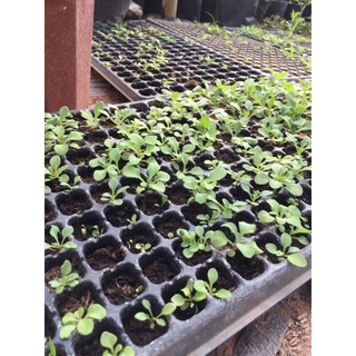 Rau giống các loại