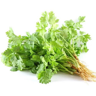 Hạt Giống Ngò Rí- Rau mùi- Chịu Nhiệt