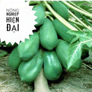 Hạt Giống Đu Đủ Lùn Lai F1 (5H)