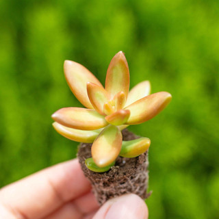 Sen đá đá cam size mini 🔥COCO FOREST🔥  dễ trồng, đã thuần khí hậu
