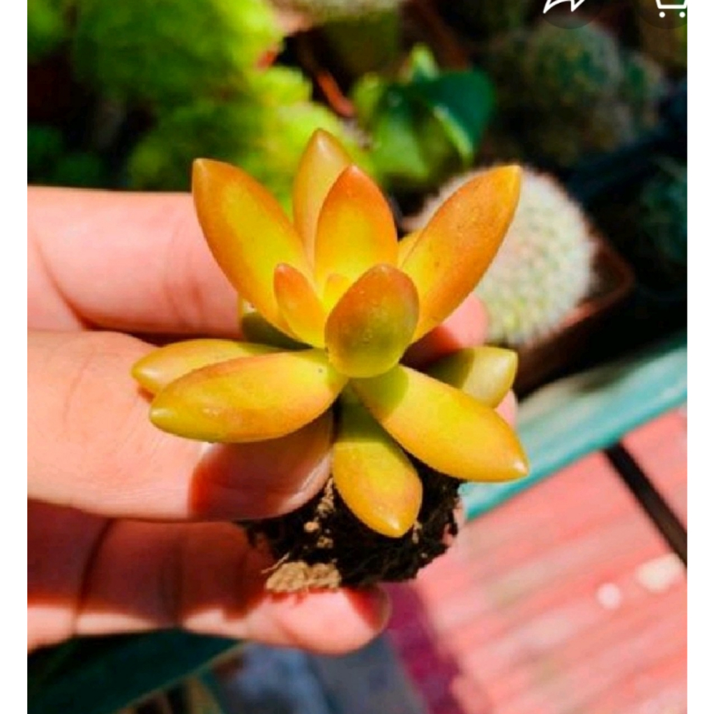 Sen đá đá cam size mini 🔥COCO FOREST🔥  dễ trồng, đã thuần khí hậu