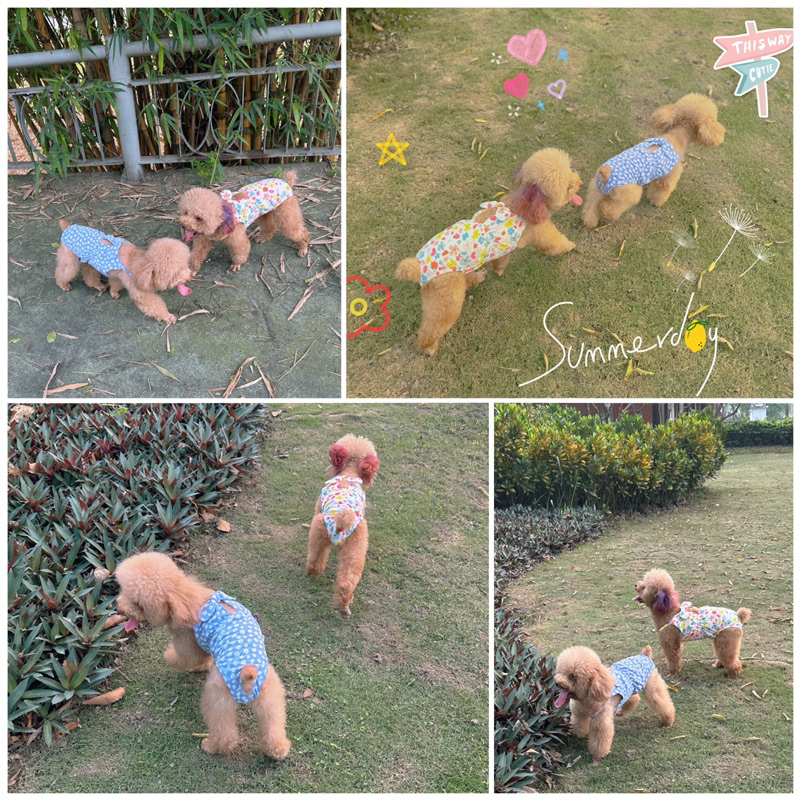 Bikini hoa nhí cho thú cưng/Quần sinh lý cún cái