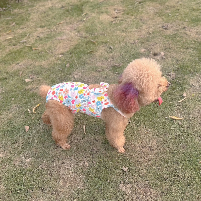 Bikini hoa nhí cho thú cưng/Quần sinh lý cún cái