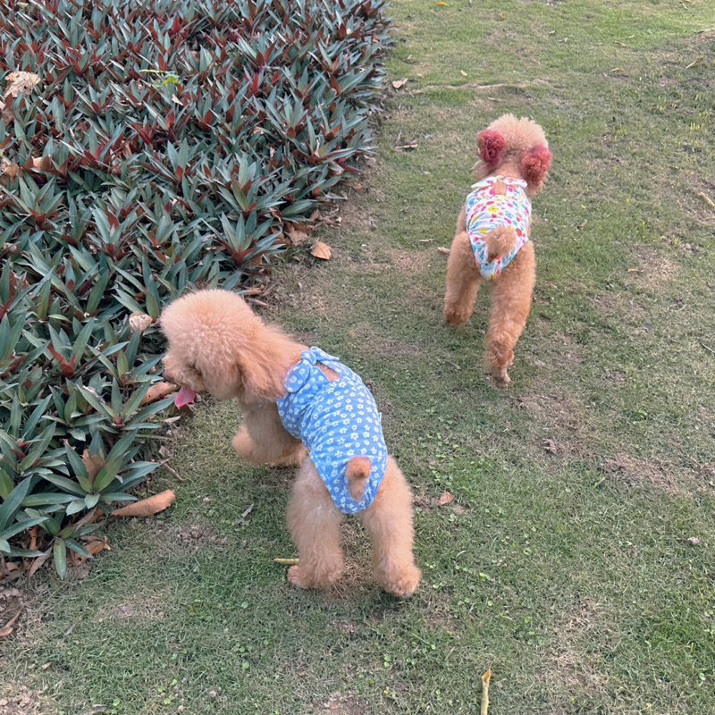 Bikini hoa nhí cho thú cưng/Quần sinh lý cún cái