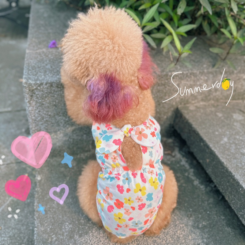 Bikini hoa nhí cho thú cưng/Quần sinh lý cún cái