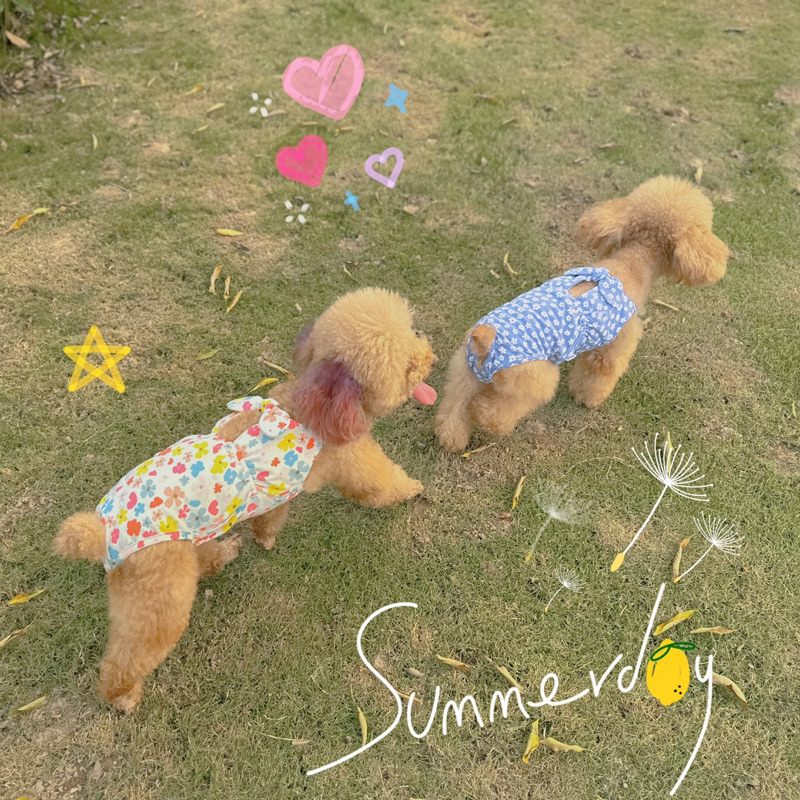 Bikini hoa nhí cho thú cưng/Quần sinh lý cún cái