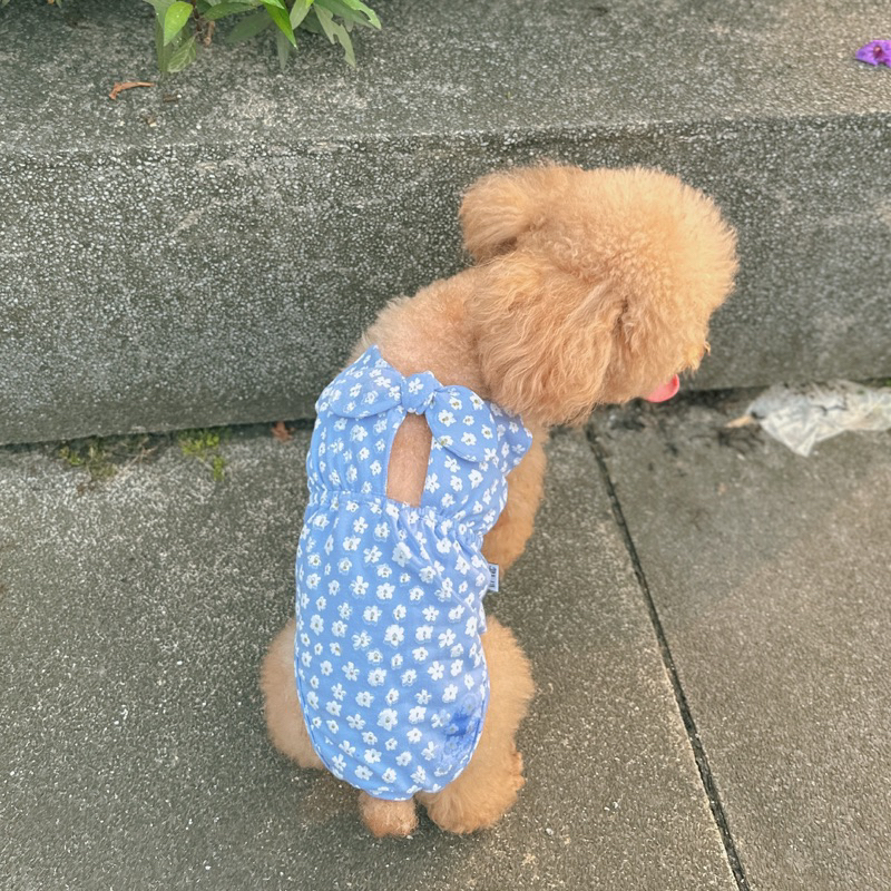 Bikini hoa nhí cho thú cưng/Quần sinh lý cún cái