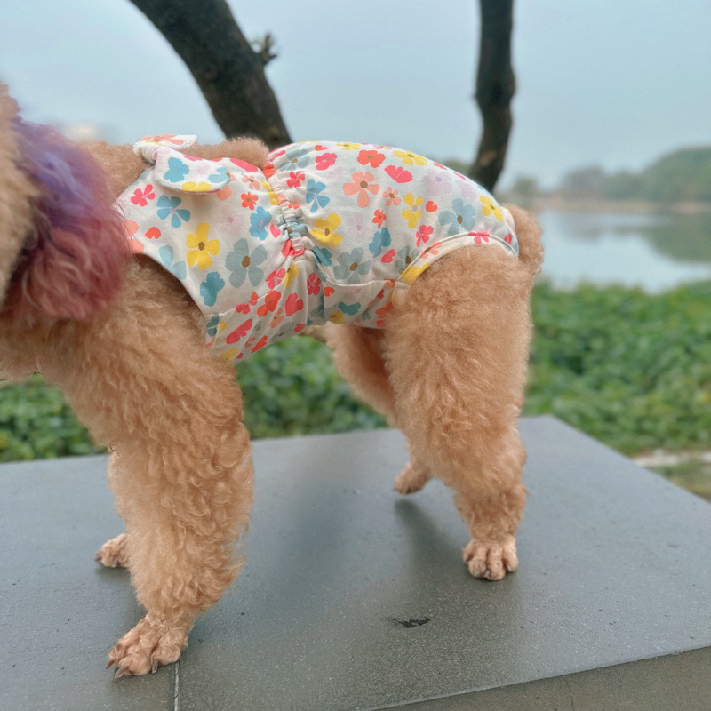 Bikini hoa nhí cho thú cưng/Quần sinh lý cún cái