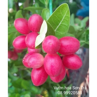 (Quận 8 - chỉ Hỏa tốc) Cây SI RÔ (SIRO) đang trái.