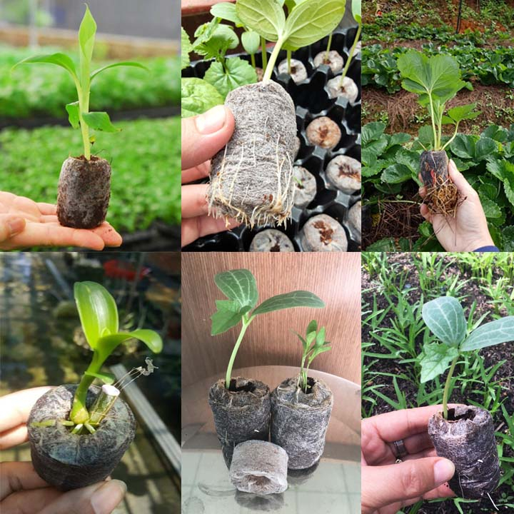 Bộ 100 Viên Nén Xơ Dừa Ươm Hạt Và Cây Giống - (Hỗ trợ ươm hạt và cây non -Tỉ Lệ Nảy Mầm Cao)