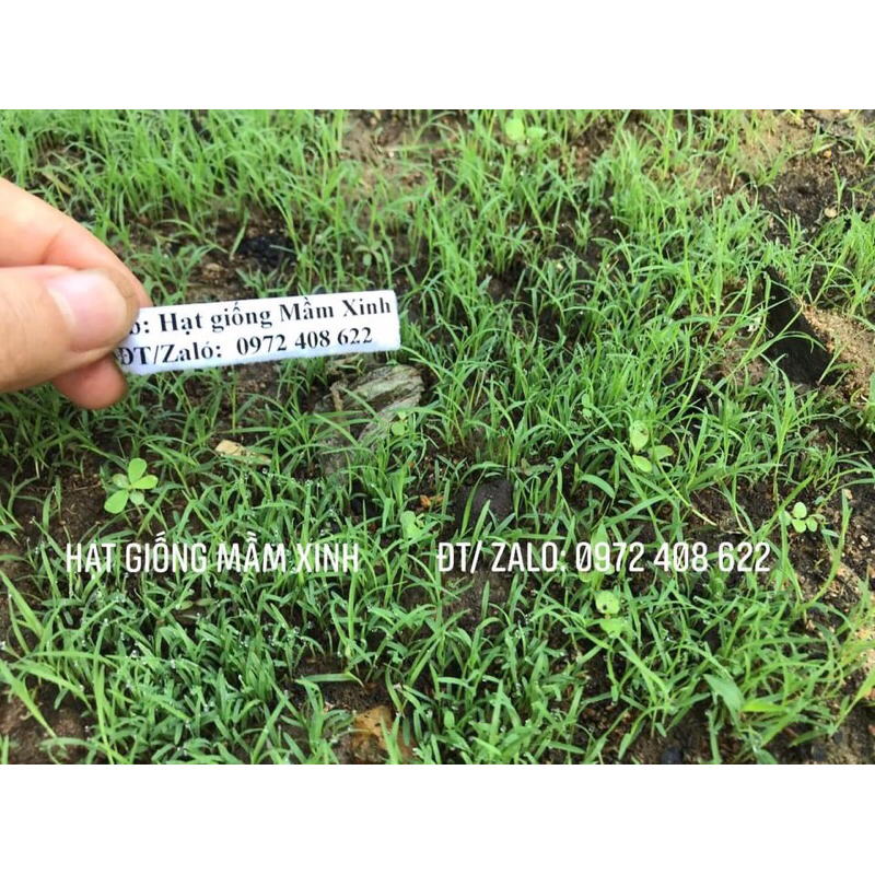100 gram ( 1 lạng) ) hạt giống cỏ thảm sân vườn