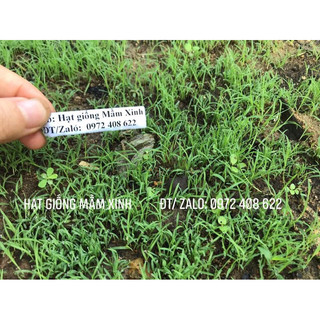 100 gram ) hạt giống cỏ thảm sân vườn