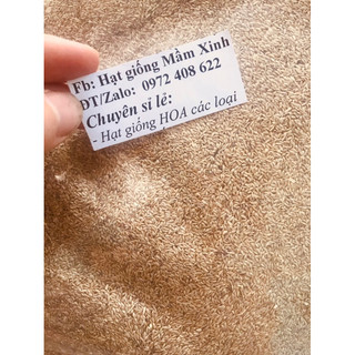 100 gram ( 1 lạng) ) hạt giống cỏ thảm sân vườn