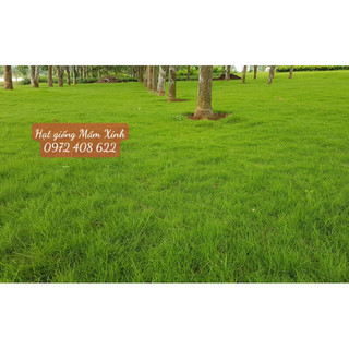 100 gram ( 1 lạng) ) hạt giống cỏ thảm sân vườn