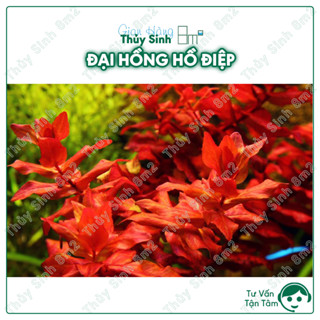 (Lá Cạn) Cây Đại Hồng Hồ Điệp | Cây Thủy Sinh Hậu Cảnh, Cắt Cắm | 8m2