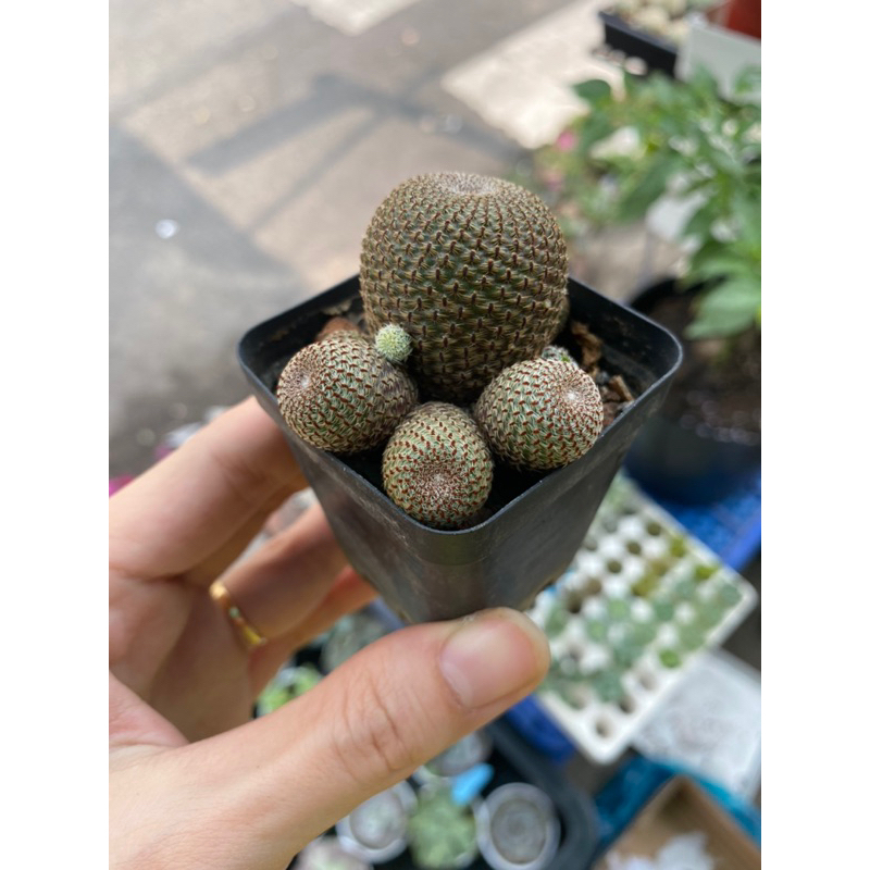 Xương rồng rebutia size chậu 5cm. Xương rồng hoa cam rất đẹp.Mặt hoa hình cuối.Cây bán 3 hình đầu.