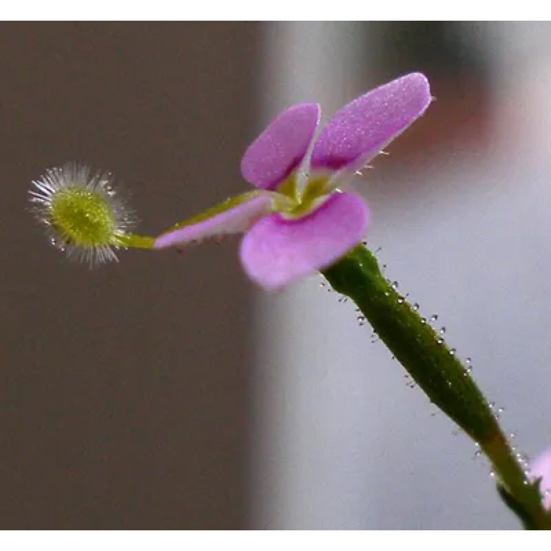 Hoa đập ruồi Stylidium Debile