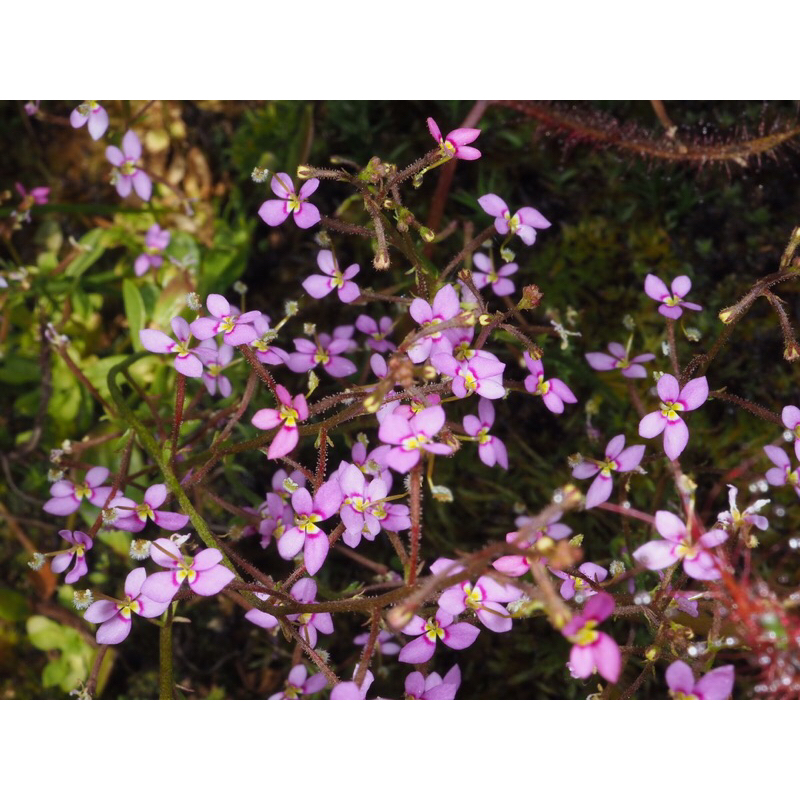 Hoa đập ruồi Stylidium Debile