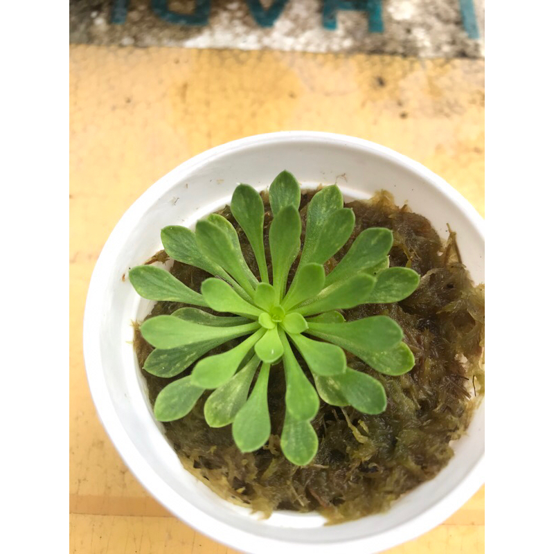 Hoa đập ruồi Stylidium Debile