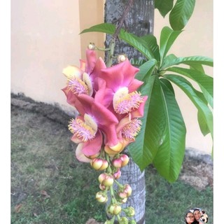 Cây sala ngọc kỳ lân, đầu lân giống