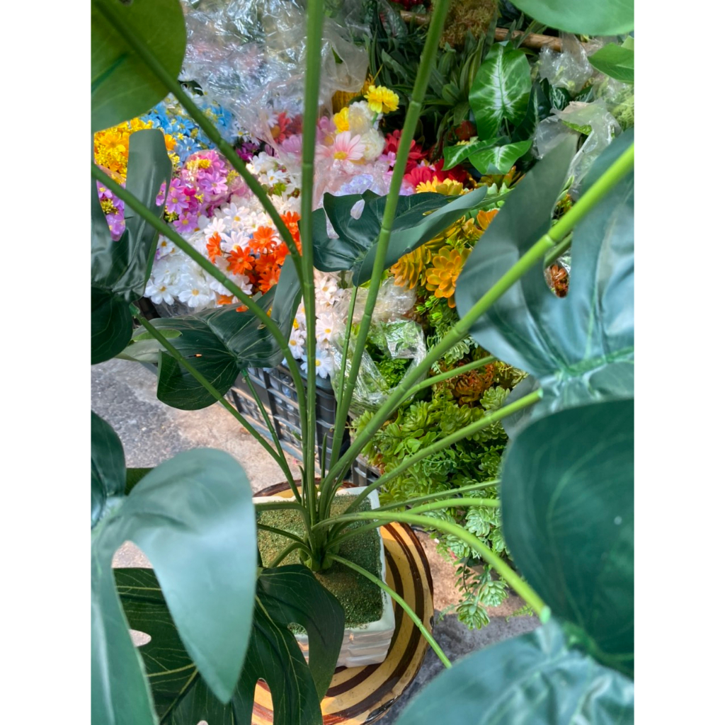 Cây giả cây lá rùa giả cao 80cm trang trí decor nhà cửa bền đẹp cây giả trang trí