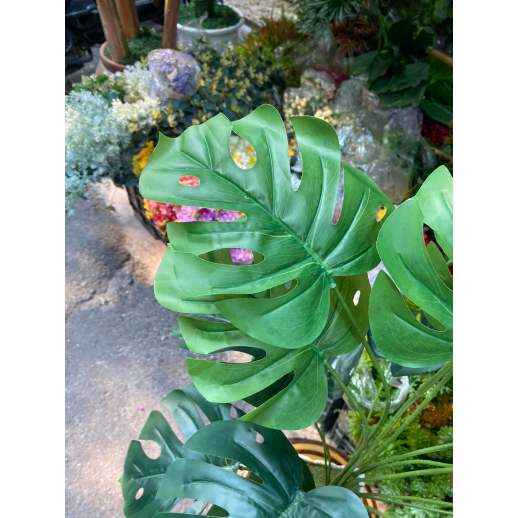 Cây giả cây lá rùa giả cao 80cm trang trí decor nhà cửa bền đẹp cây giả trang trí