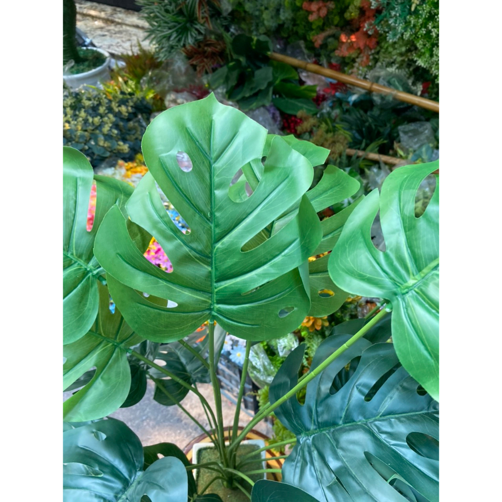 Cây giả cây lá rùa giả cao 80cm trang trí decor nhà cửa bền đẹp cây giả trang trí