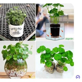 5 cây cỏ đồng tiền ,cây rau má đồng tiền phong thủy