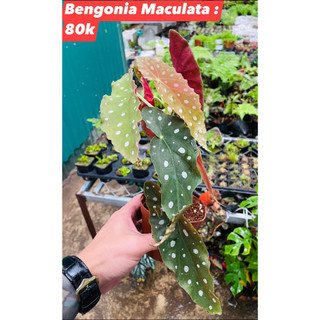 Chậu Hải đường đốm - Begonia Maculata