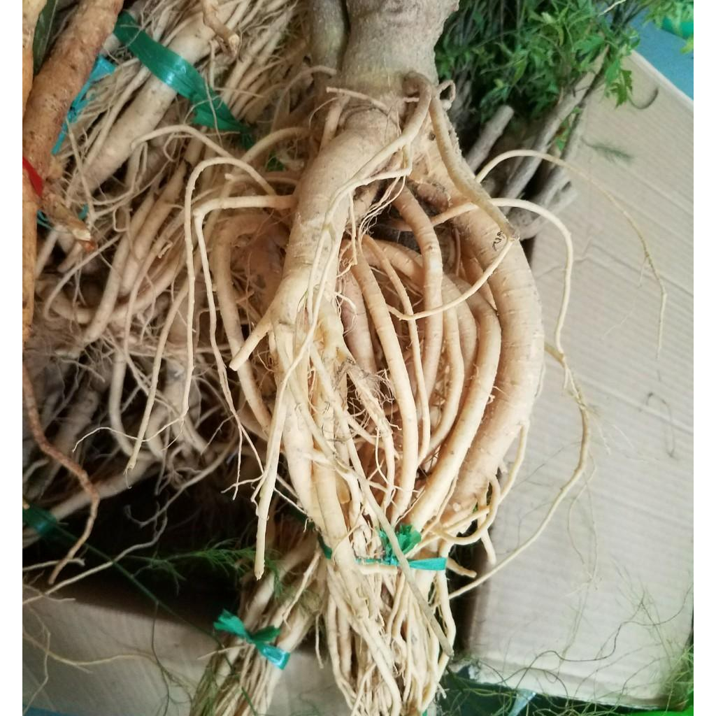 nguyên củ đinh lăng tươi 3kg