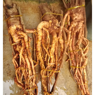 củ đinh lăng tươi 2kg