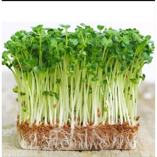 Hạt giống rau mầm