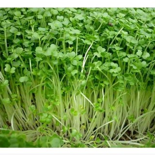 Hạt giống rau mầm