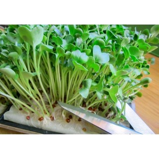 Hạt giống rau mầm