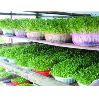 Hạt giống rau mầm