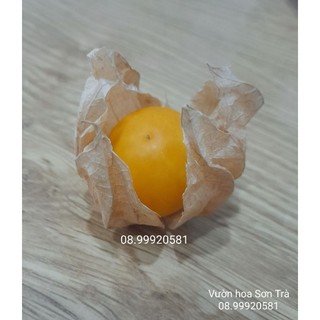 Quả tầm bóp/thù lù nam mỹ chín cây.