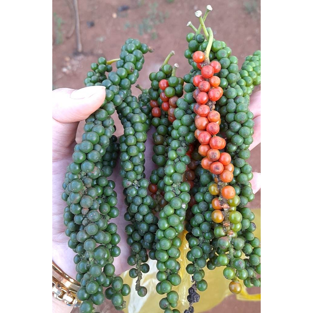 Tiêu Đen Nguyên Chất  Nhà Trồng 500g 1kg