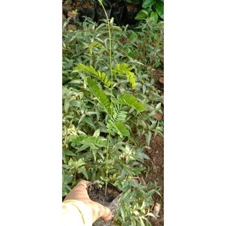 Hạt cây cam thảo dây và hạt ràng ràng công trình
