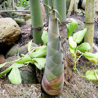 Cây giống măng tre bát độ thu măng, thu tre, thu lá