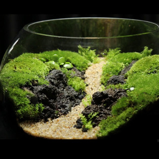 Đá nham thạch tạo bố cục cho bình terrarium - đá setup bể thuỷ sinh, tiểu cảnh bán cạn