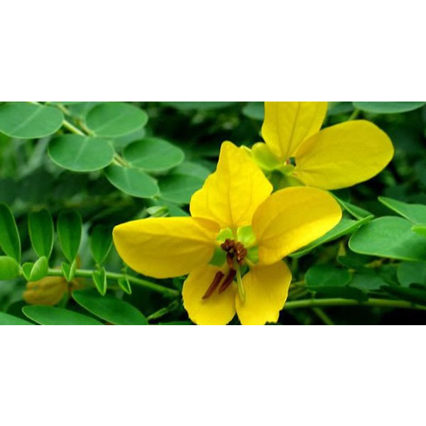 Hạt giống thảo dược Thảo quyết minh- Hạt muồng Cassia tora L