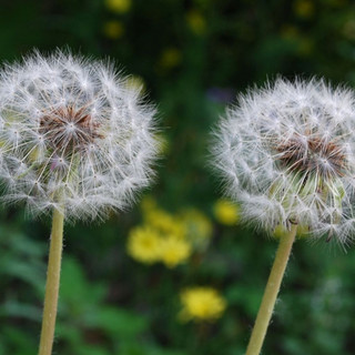 Hạt giống Bồ công anh- Taraxacum mongolicum
