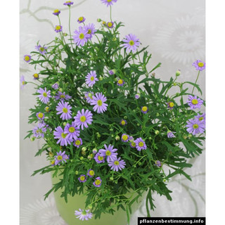Hoa cúc tím rủ - Brachycome iberdifolia