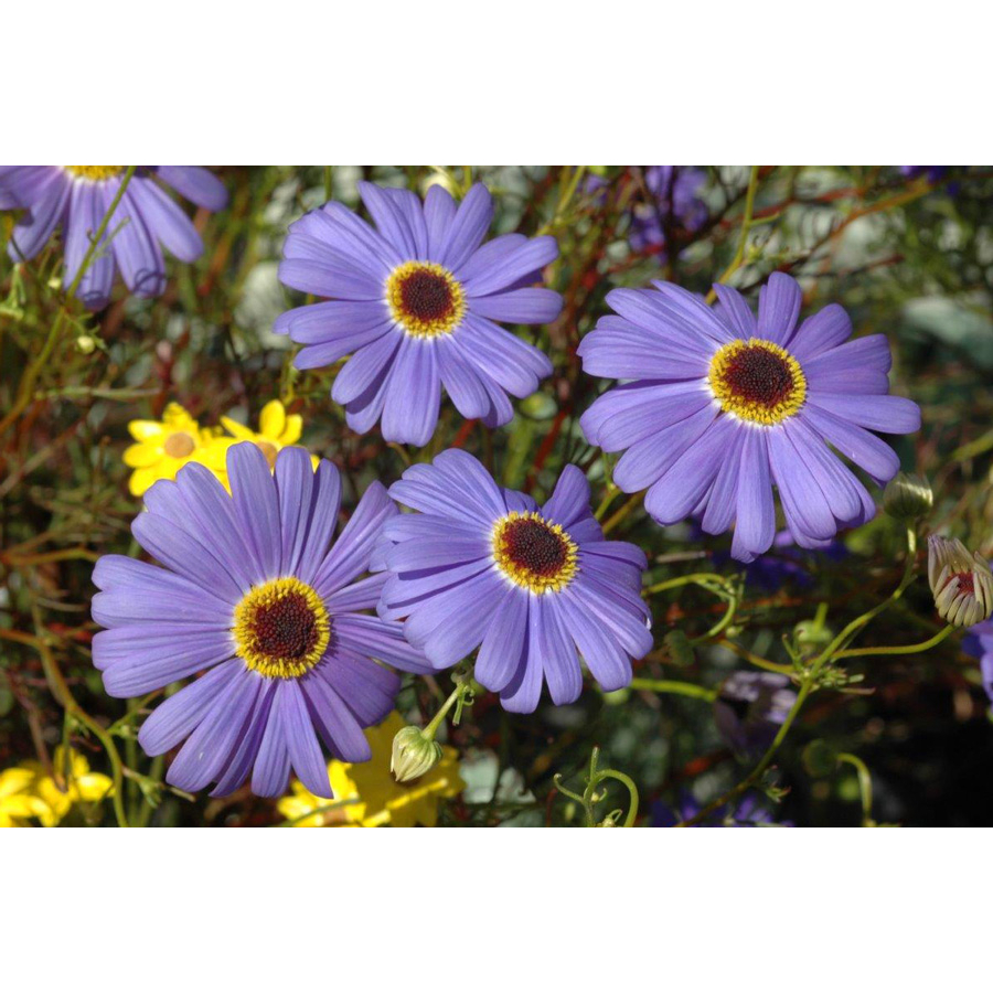 Hoa cúc tím rủ - Brachycome iberdifolia