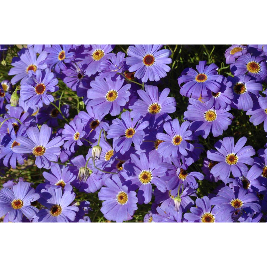 Hoa cúc tím rủ - Brachycome iberdifolia