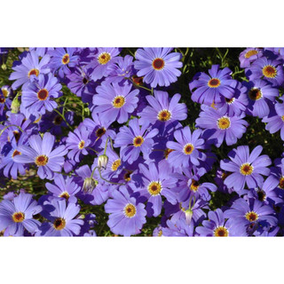 Hoa cúc tím rủ - Brachycome iberdifolia